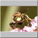 Macropis europaea - Schenkelbiene m01 9mm fdet10.jpg